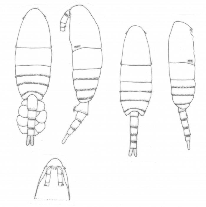gracilis body gracilis body