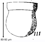 Codonella robusta Kofoid & Campbell, 1929