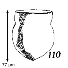 Codonella tropica Kofoid & Campbell, 1929