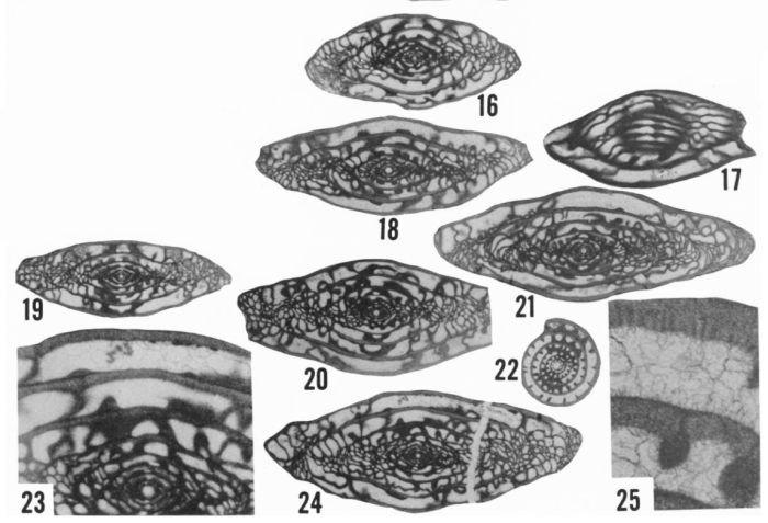 Triticites asperoides Ross, 1965