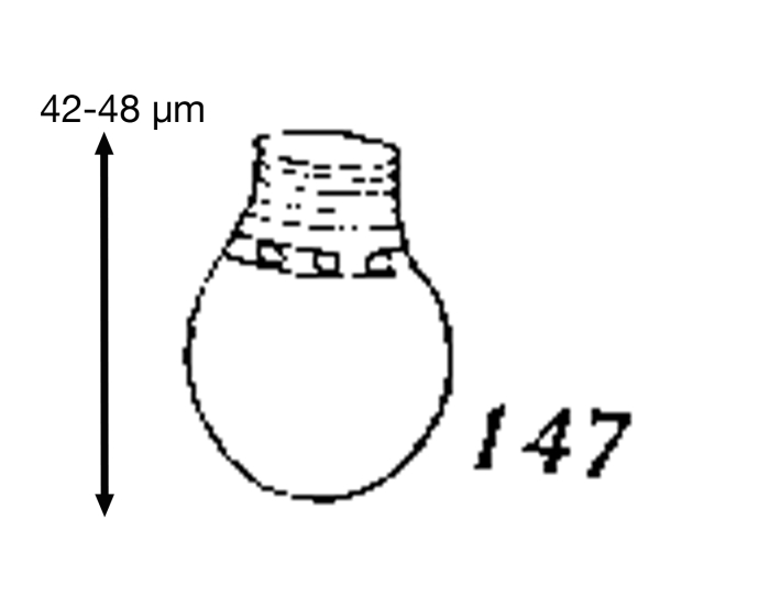 Codonellopsis contracta Kofoid & Campbell, 1929 Codonellopsis contracta Kofoid & Campbell, 1929