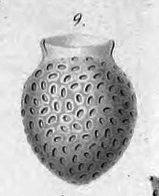 Codonella lagenula (Claparède & Lachmann, 1858) Entz 1885 Codonella lagenula (Claparède & Lachmann, 1858) Entz 1885