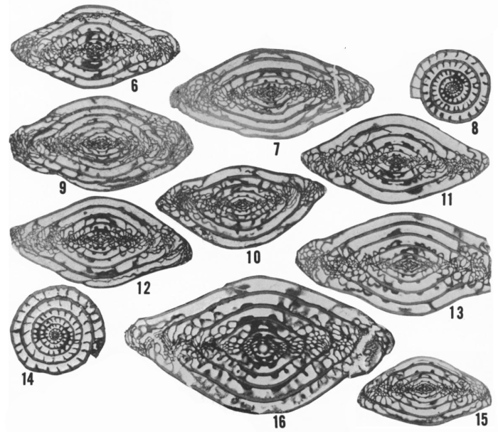 Triticites whetstonensis Ross &amp; Tyrrell, 1965