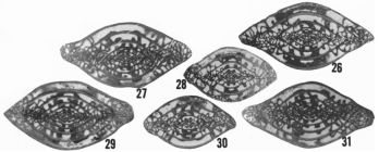 Triticites bensonensis Ross & Tyrrell, 1965