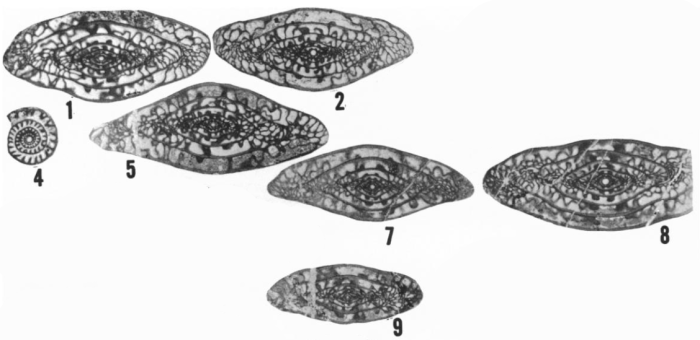 Triticites mcgrewensis Ross &amp; Tyrrell, 1965