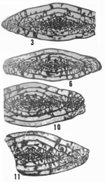Triticites coronadoensis Ross & Tyrrell, 1965