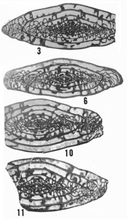 Triticites coronadoensis Ross & Tyrrell, 1965 Triticites coronadoensis Ross & Tyrrell, 1965