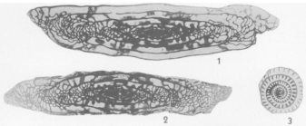 Triticites ohioensis Thompson, 1936