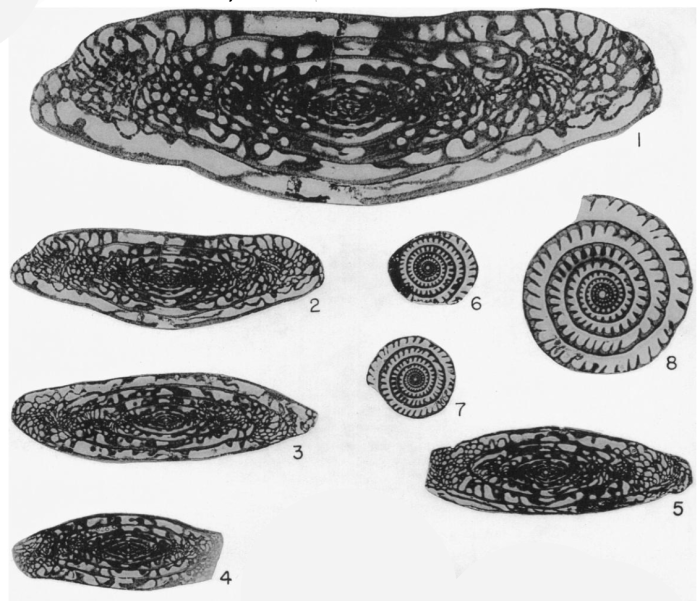 Triticites iatensis Thompson, 1957