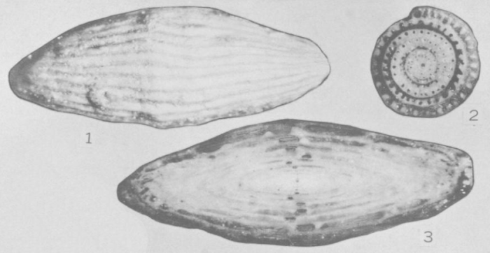 Wedekindella excentrica Roth &amp; Skinner, 1930