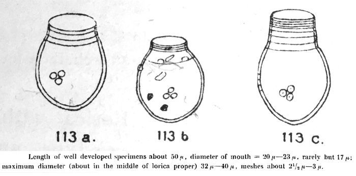 Codonellopsis lagenula