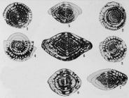 Fusulinella famula Thompson, 1948