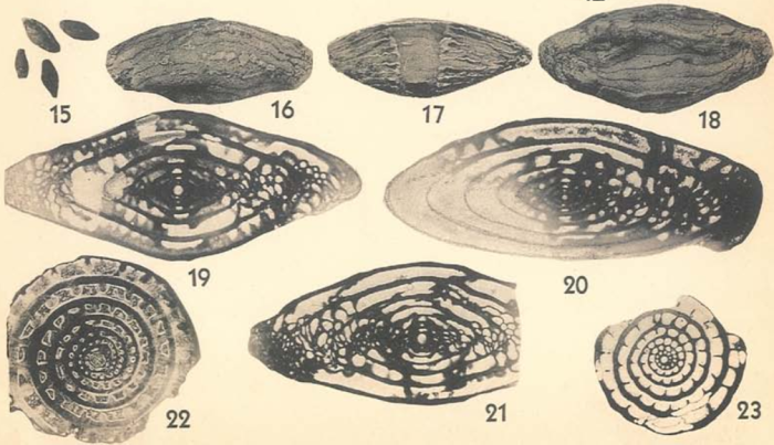 Triticites subventricosus Dunbar &amp; Skinner, 1937