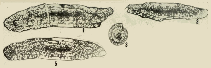 Triticites comptus Ross, 1959