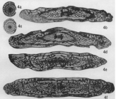 Triticites osagensis Newell, 1934