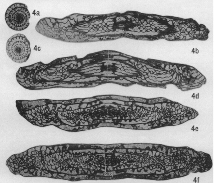Triticites osagensis Newell, 1934 Triticites osagensis Newell, 1934