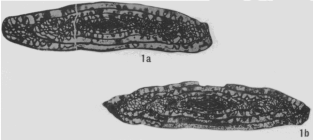 Triticites neglectus Newell, 1934
