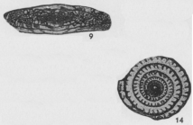 Triticites collus Burma, 1942