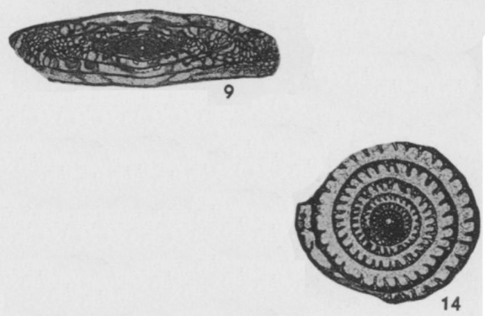 Triticites collus Burma, 1942 Triticites collus Burma, 1942