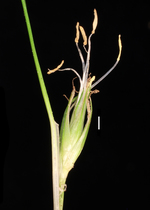 Carex pilifolia