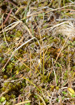 Carex pilifolia