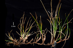 Carex pilifolia