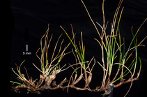 Carex pilifolia