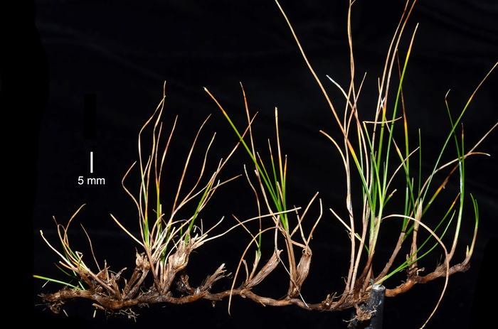 Carex pilifolia Carex pilifolia