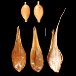 Carex pilifolia