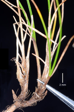 Carex pilifolia