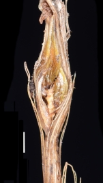 Carex pilifolia