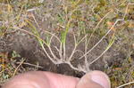 Carex pilifolia