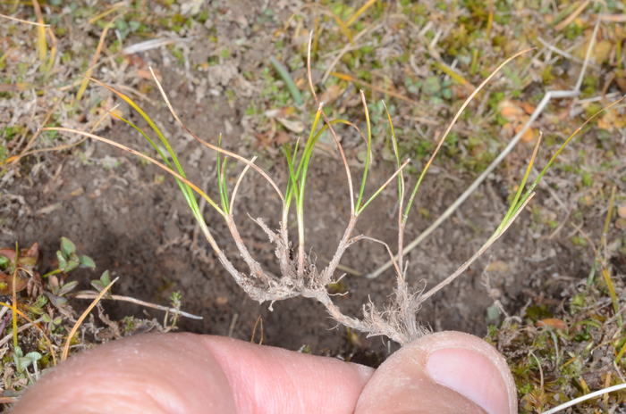 Carex pilifolia Carex pilifolia