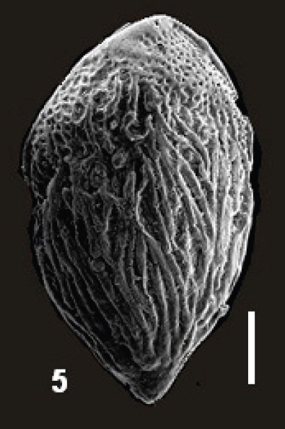 Bolivilongella longata Ismail, Boukhary, Sharabi &amp; Kotb, 2025