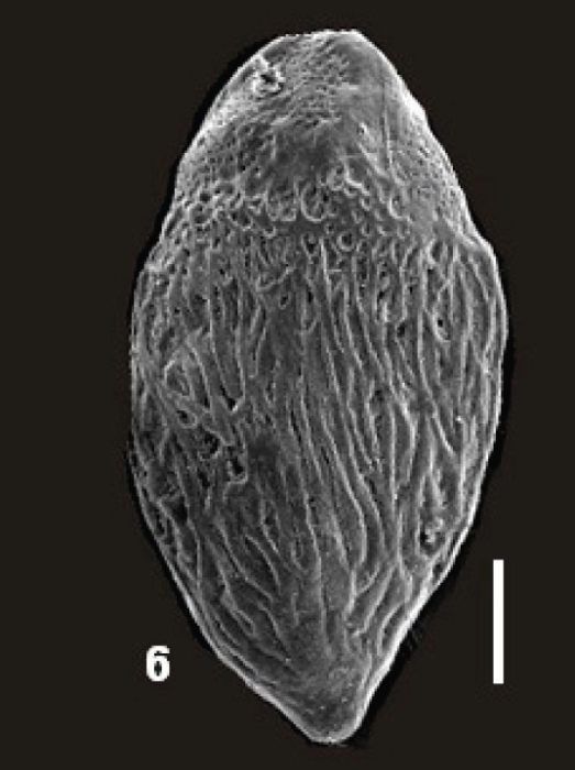 Bolivilongella semilongata Ismail, Boukhary, Sharabi &amp; Kotb, 2025