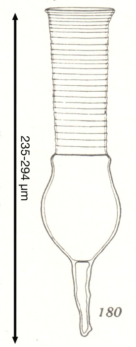 Codonellopsis longa Kofoid &amp; Campbell, 1929