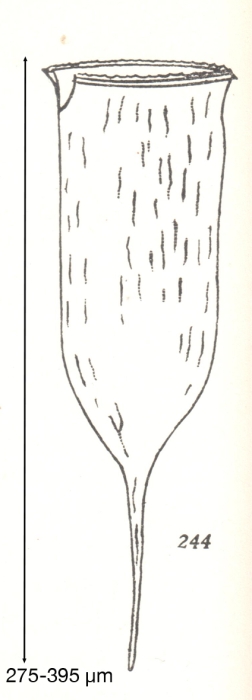 Cymatocylis cylindrella Kofoid &amp; Campbell, 1929