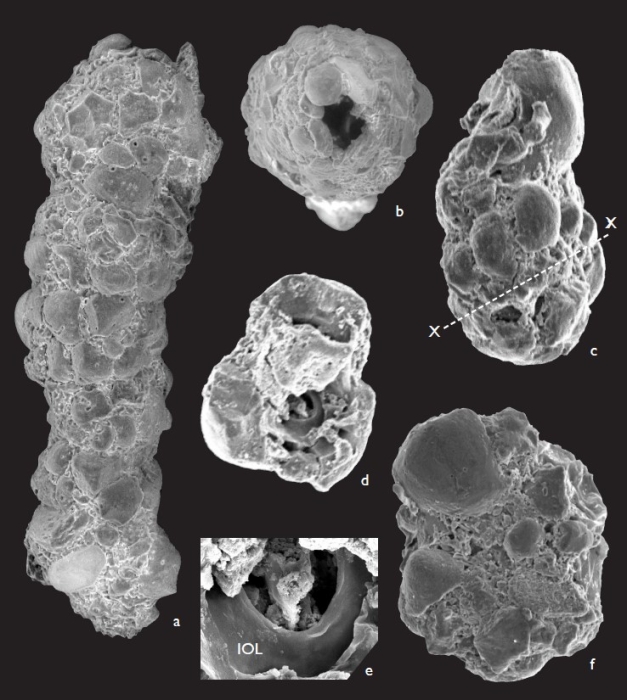Ammobaculites yardiensis Parker, 2009
