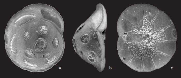 Pileolina haigi Parker, 2009