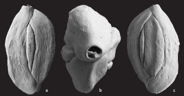 Quinqueloculina exmouthensis Parker, 2009