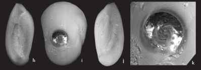 Quinqueloculina myagmarsuren Parker, 2009