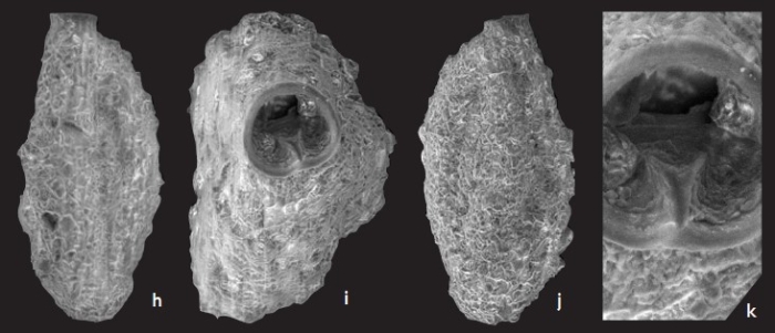 Quinqueloculina ningalooensis Parker, 2009