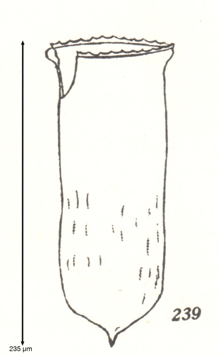 Cymatocylis labiosa Kofoid & Campbell, 1929 Cymatocylis labiosa Kofoid & Campbell, 1929