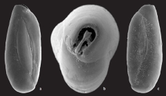Quinqueloculina tantabiddyensis Parker, 2009