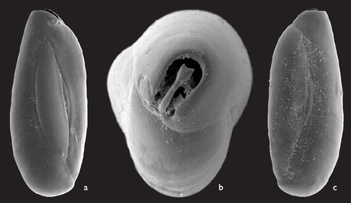 Quinqueloculina tantabiddyensis Parker, 2009