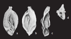 Quinqueloculina zhengi Parker, 2009