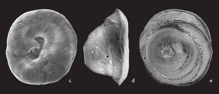 Ungulatelloides cardabiaensis Parker, 2009