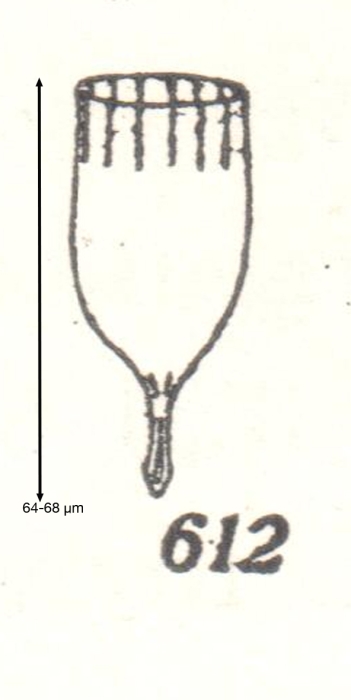 Dadayiella curta Kofoid &amp; Campbell, 1929