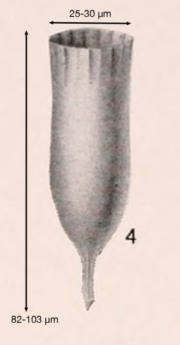 Dadayiella acutiformis Kofoid & Campbell, 1939 Dadayiella acutiformis Kofoid & Campbell, 1939