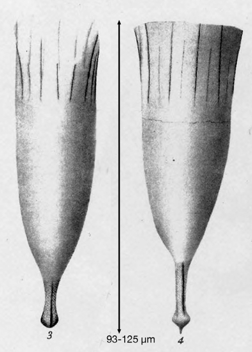Tintinnus bulbosus Brandt 1906